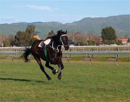 Riderless horse on the racecourse. All hooves clear of the ground Foto de stock - Super Valor sin royalties y Suscripción, Código: 400-05125219