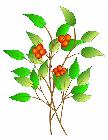 Tree branch with berries Stock Photo - Budget Royalty-Free & Subscription, Code: 400-05125242