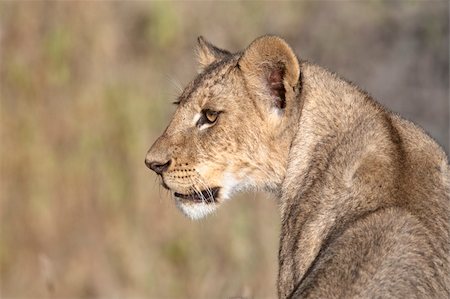 Portrait of lioness  (Panthera Leo) in profile  of  Masai  Mara National Park, Kenya, East Africa Foto de stock - Super Valor sin royalties y Suscripción, Código: 400-05125258