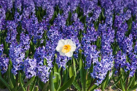 simsearch:400-04428905,k - Daffodil and purple hyacinths on sunny morning in spring Stock Photo - Budget Royalty-Free & Subscription, Code: 400-05125270