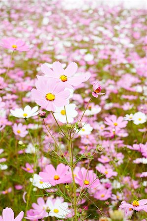 Field of beautiful wild pink and white cosmos flowers in South Africa Foto de stock - Super Valor sin royalties y Suscripción, Código: 400-05125448