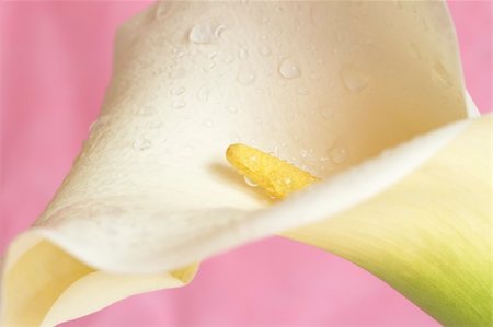 Macro shot of beautiful calla lilly on pink background. Very shallow depth of field Photographie de stock - Aubaine LD & Abonnement, Code: 400-05125516