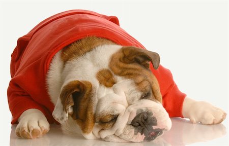 simsearch:400-04576043,k - english bulldog in red sweater stretched out sleeping Stock Photo - Budget Royalty-Free & Subscription, Code: 400-05125598