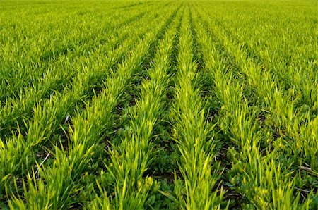 new shoots of a winter wheat on a spring field Foto de stock - Super Valor sin royalties y Suscripción, Código: 400-05125662