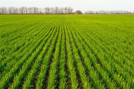 new shoots of a winter wheat on a spring field Foto de stock - Super Valor sin royalties y Suscripción, Código: 400-05125670