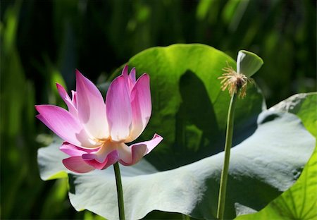 simsearch:400-05706715,k - Pink water lilly - detail of a beautiful water lotos in bloom Photographie de stock - Aubaine LD & Abonnement, Code: 400-05125869