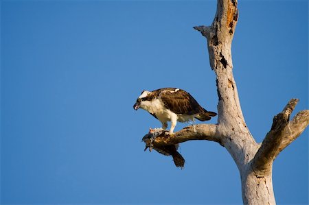 fischadler - An Osprey perched high up in a tree and eating a Flounder Stockbilder - Microstock & Abonnement, Bildnummer: 400-05125873