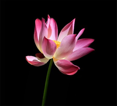 simsearch:400-05706715,k - Pink water lilly - detail of a beautiful water lotos in bloom isolated on a black background Photographie de stock - Aubaine LD & Abonnement, Code: 400-05125902