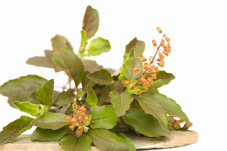 bunch of holy basil tulasi herb with seeds on stone plate isolated with clipping path Stock Photo - Budget Royalty-Free & Subscription, Code: 400-05126268