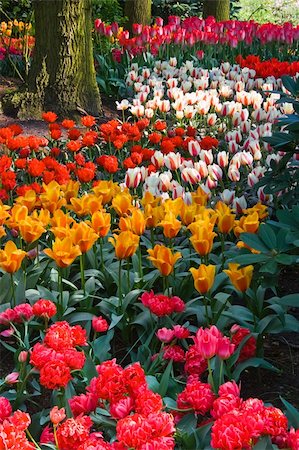 Colorful tulips on an april day in spring Stock Photo - Budget Royalty-Free & Subscription, Code: 400-05126494