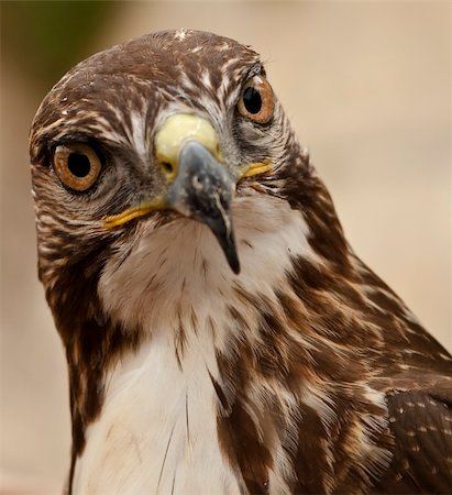 fauconnerie - Portrait of a beautiful raptor or bird of prey Photographie de stock - Aubaine LD & Abonnement, Code: 400-05126894