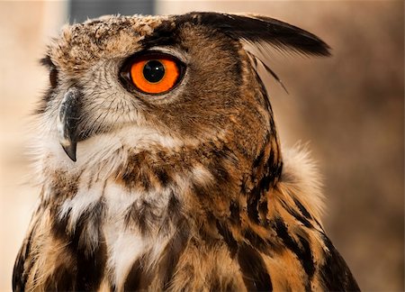 Portrait of a beautiful Eagle or Horned Owl also known as genus Bubo Foto de stock - Super Valor sin royalties y Suscripción, Código: 400-05126892