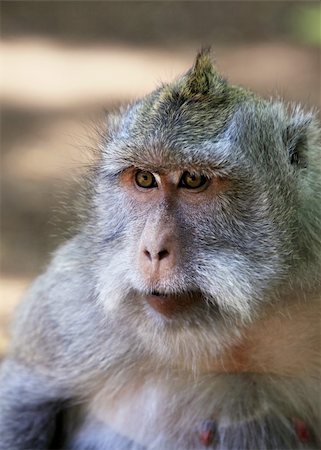 Portrait of the monkey with an amusing grimace Stock Photo - Budget Royalty-Free & Subscription, Code: 400-05127395