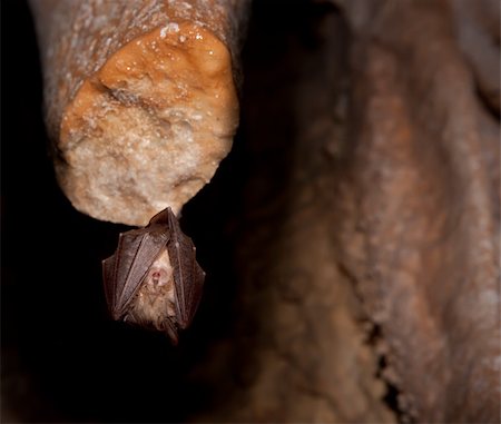 stalagmite - Bat on stalactite sleeping in the dark inside the cave. Stock Photo - Budget Royalty-Free & Subscription, Code: 400-05127431
