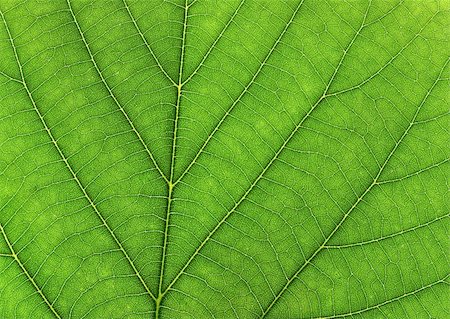 Texture of leaf Stock Photo - Budget Royalty-Free & Subscription, Code: 400-05128468