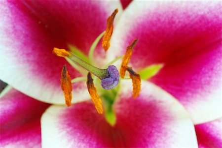 simsearch:400-05128577,k - Fresh beautiful red lily flower blossom Stockbilder - Microstock & Abonnement, Bildnummer: 400-05128577