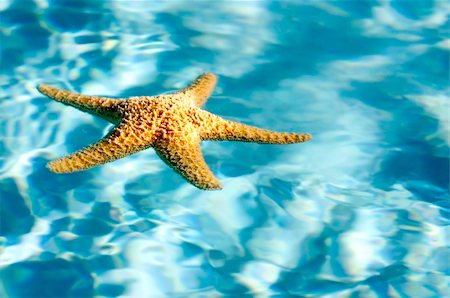phartisan (artist) - Floating starfish on blue water Foto de stock - Royalty-Free Super Valor e Assinatura, Número: 400-05128603