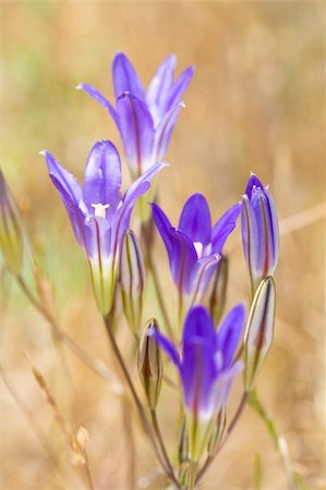 south12th (artist) - Lovely Purple Wildflower, Elegant Brodiaea, Brodiaea elegans Photographie de stock - Aubaine LD & Abonnement, Code: 400-05128706