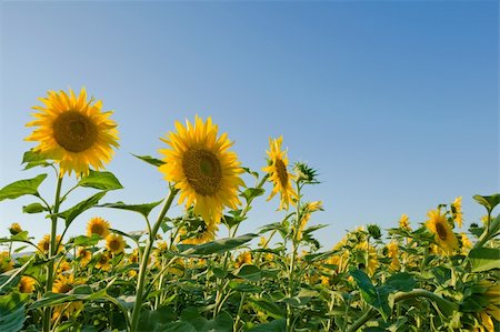 sunflower field rows - sunflower field on blue gradient sky Stock Photo - Budget Royalty-Free & Subscription, Code: 400-05128715