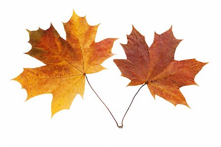 simsearch:400-05880107,k - dry maple leaf is isolated on white Photographie de stock - Aubaine LD & Abonnement, Code: 400-05128723