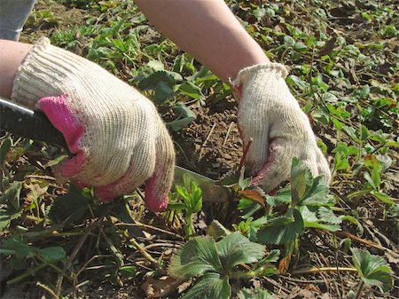 simsearch:400-07289214,k - woman hands caring the strawberry plants at the kitchen garden Foto de stock - Super Valor sin royalties y Suscripción, Código: 400-05128791