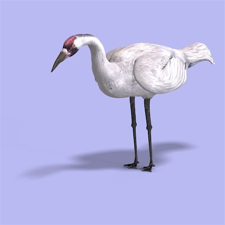 simsearch:400-04793730,k - great white crane on blue back With Clipping Path Foto de stock - Royalty-Free Super Valor e Assinatura, Número: 400-05128818