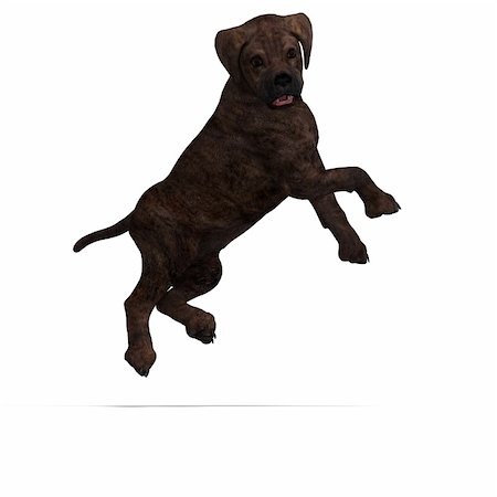 very cute young dog over white with Clipping Path Stock Photo - Budget Royalty-Free & Subscription, Code: 400-05128827