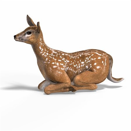 silvan - young doe or fawn With Clipping Path and shadow Stock Photo - Budget Royalty-Free & Subscription, Code: 400-05128821