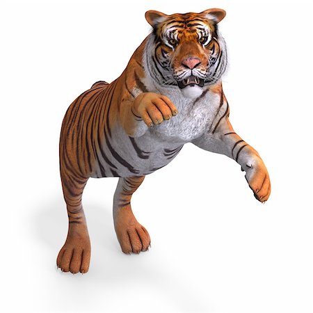 Dangerous Big Cat Tiger With Clipping Path Over White Stock Photo - Budget Royalty-Free & Subscription, Code: 400-05128868