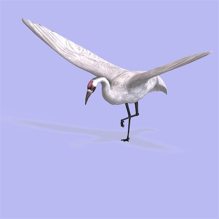 simsearch:400-04793730,k - great white crane on blue back With Clipping Path Foto de stock - Royalty-Free Super Valor e Assinatura, Número: 400-05128872