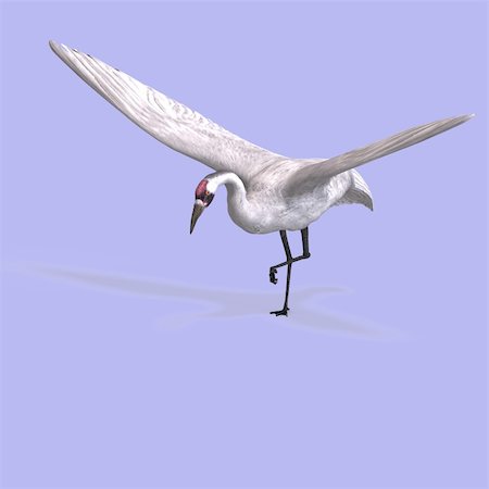 great white crane on blue back With Clipping Path Foto de stock - Super Valor sin royalties y Suscripción, Código: 400-05128872