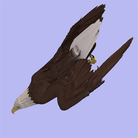 simsearch:400-04793730,k - huge eagle with feathers With Clipping Path Foto de stock - Royalty-Free Super Valor e Assinatura, Número: 400-05128873