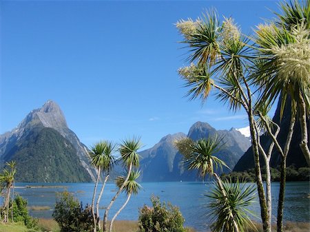 Palmtrees at Milford Sound of the Southern Island of New Zealand Foto de stock - Super Valor sin royalties y Suscripción, Código: 400-05128910