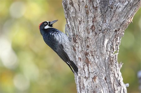 pájaro carpintero - Acorn Woodpecker (Melanerpes formicivorus) on a tree Foto de stock - Super Valor sin royalties y Suscripción, Código: 400-05129071