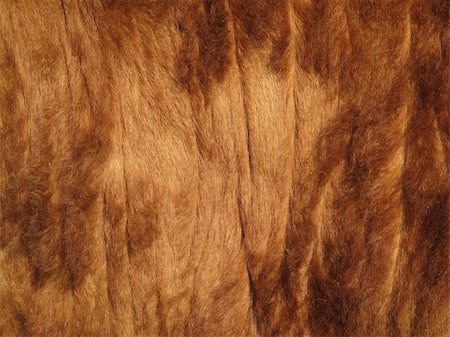 Skin of a Hereford cow. Fotografie stock - Microstock e Abbonamento, Codice: 400-05129228