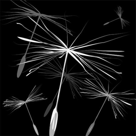 Vector dandelion seeds. Easy to edit and modify. EPS file included. Stock Photo - Budget Royalty-Free & Subscription, Code: 400-05129310