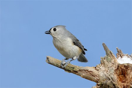 simsearch:400-04115071,k - Tufted Titmouse (baeolophus bicolor) on a stump with a blue sky background Photographie de stock - Aubaine LD & Abonnement, Code: 400-05129396