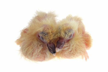 simsearch:400-05234833,k - Close up on pigeon chicks isolated against white background Stockbilder - Microstock & Abonnement, Bildnummer: 400-05129400