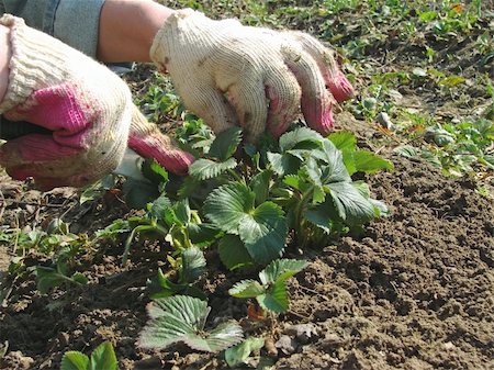 simsearch:400-07289214,k - woman hands caring the strawberry plants at the kitchen garden Foto de stock - Super Valor sin royalties y Suscripción, Código: 400-05129432