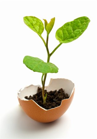 simsearch:400-05744585,k - plant in egg Stock Photo - Budget Royalty-Free & Subscription, Code: 400-05129698