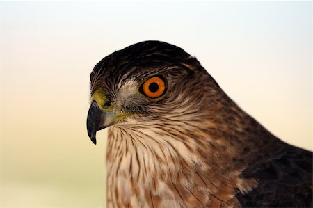 Sharp-shinned Hawk (Accipiter striatus) Photographie de stock - Aubaine LD & Abonnement, Code: 400-05129700