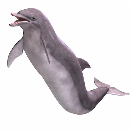 simsearch:400-04309353,k - 3D Render of a Dolphin With Clipping Path over white Stockbilder - Microstock & Abonnement, Bildnummer: 400-05129954
