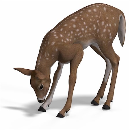 silvan - young doe or fawn With Clipping Path and shadow Stock Photo - Budget Royalty-Free & Subscription, Code: 400-05129959