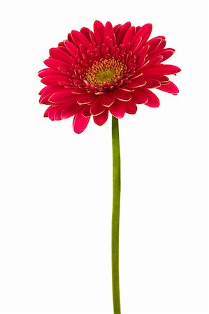 simsearch:400-04275620,k - Beautiful brightly red flower on a white background Photographie de stock - Aubaine LD & Abonnement, Code: 400-05129971