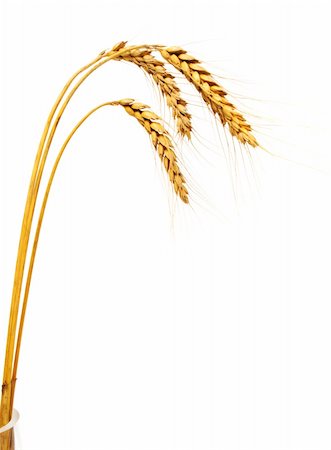 Three wheat ears in a vase, isolated Stock Photo - Budget Royalty-Free & Subscription, Code: 400-05120563