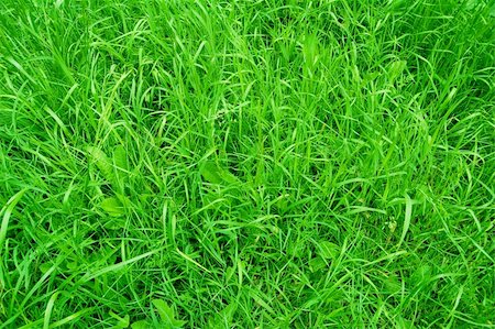 simple grass pattern - Close-up image of fresh spring green grass Stock Photo - Budget Royalty-Free & Subscription, Code: 400-05120822