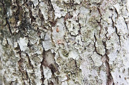 simsearch:400-04365263,k - grey tree bark texture close-up background Stock Photo - Budget Royalty-Free & Subscription, Code: 400-05121201