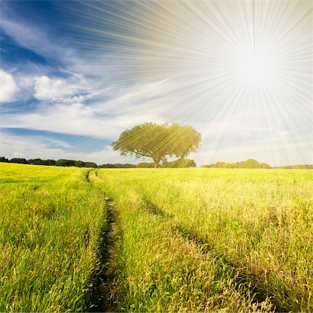 sun over farm field - summer landscape with tree and path Stock Photo - Budget Royalty-Free & Subscription, Code: 400-05121314