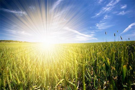 sun over farm field - beautiful spring landscape with blue sky and sunrays Photographie de stock - Aubaine LD & Abonnement, Code: 400-05121322