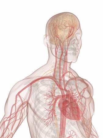 3d rendered anatomy illustration of a human shape with vascular system from brain and heart Stock Photo - Budget Royalty-Free & Subscription, Code: 400-05122217
